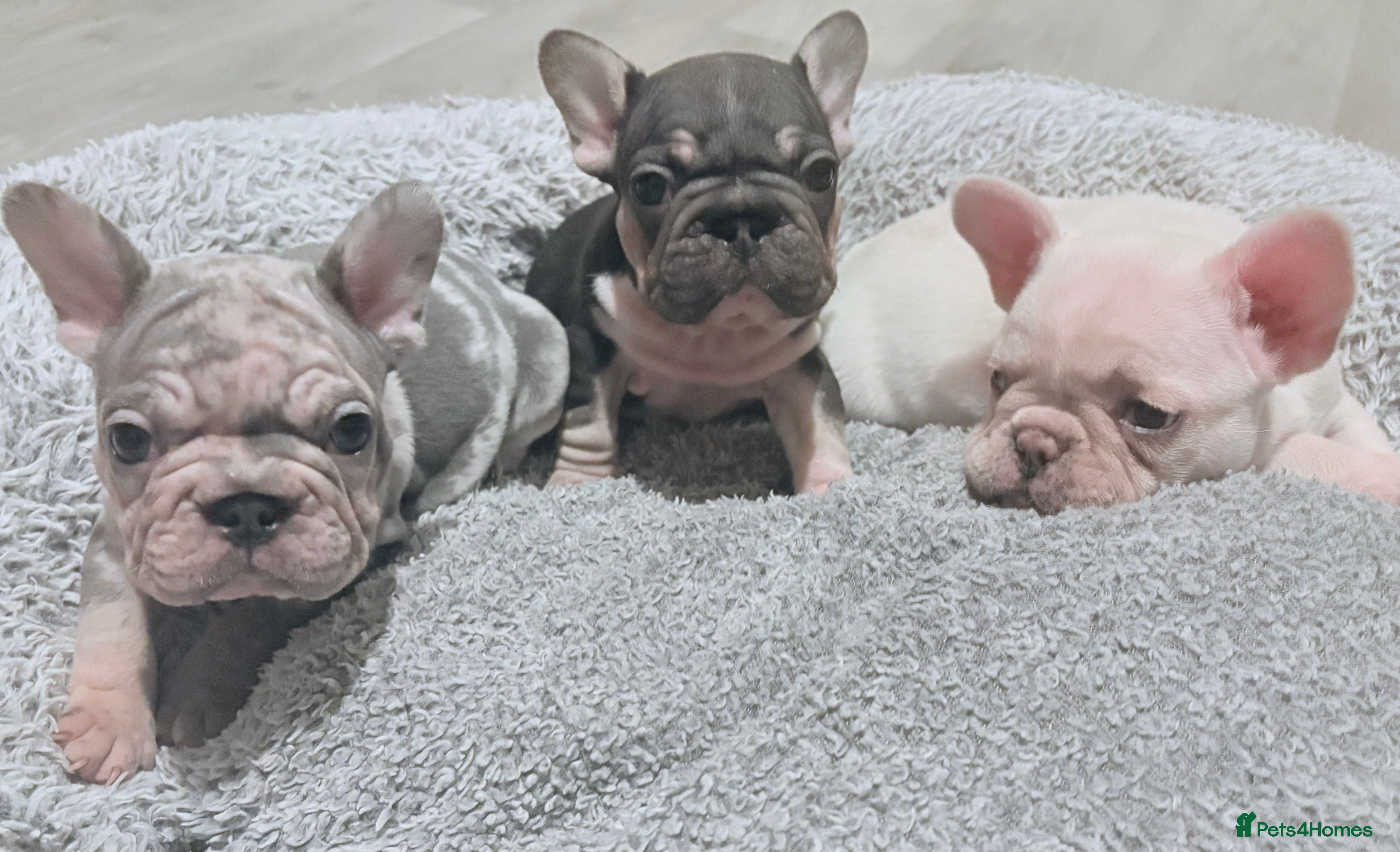 French Bulldog dogs Beautiful well loved babies  - Advert 15