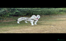 Utonagan dogs for sale: Siberian husky x alusky (malamute x husky) - Image 12
