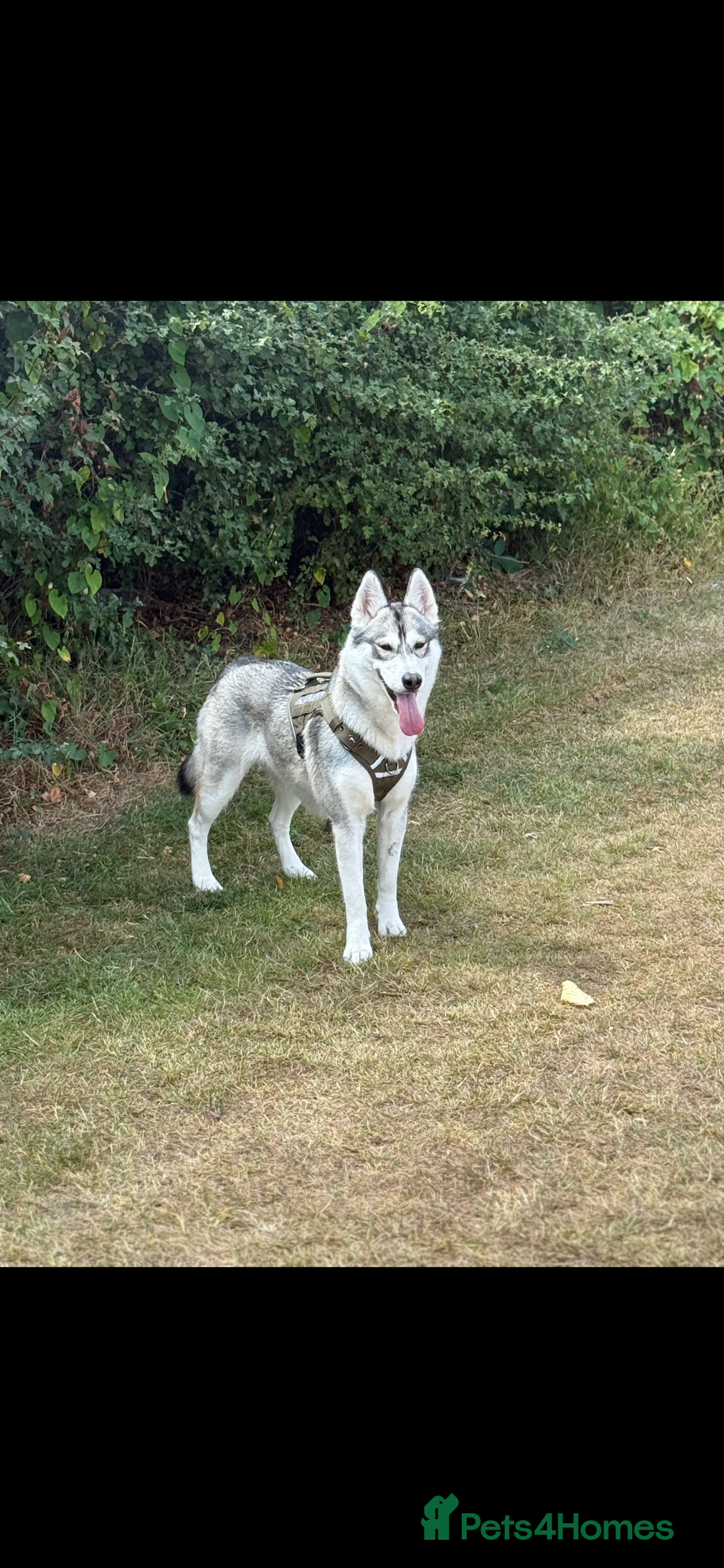 Utonagan dogs for sale: Siberian husky x alusky (malamute x husky) - Image 12