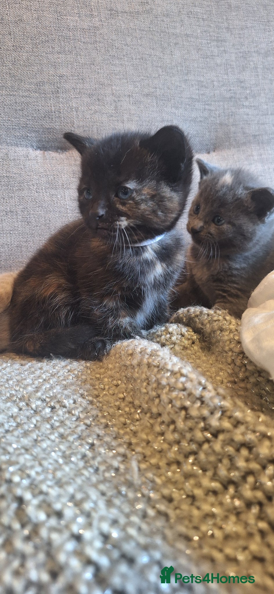 British Shorthair cats Beautiful BSH cross tortoiseshell kitten  - Advert 4