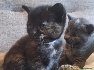 British Shorthair cats Beautiful BSH cross tortoiseshell kitten - Advert 4