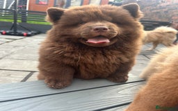 Chow Chow dogs for sale: Chocolate chow chow - Image 4