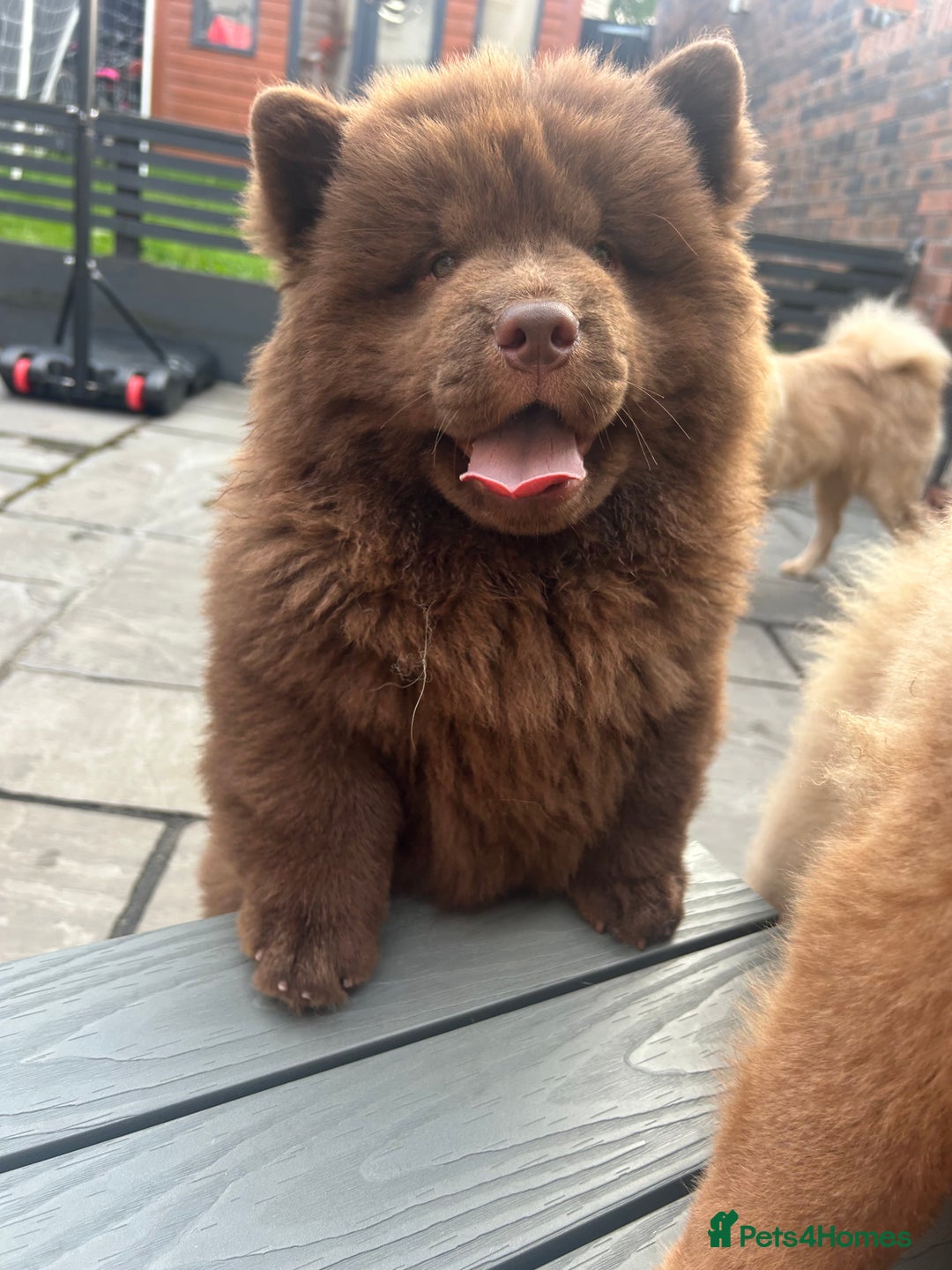 Chow Chow dogs for sale: Chocolate chow chow - Image 4