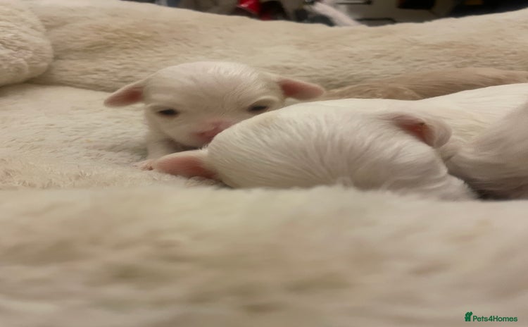 Maltipoo dogs in Wednesbury - Advert 5