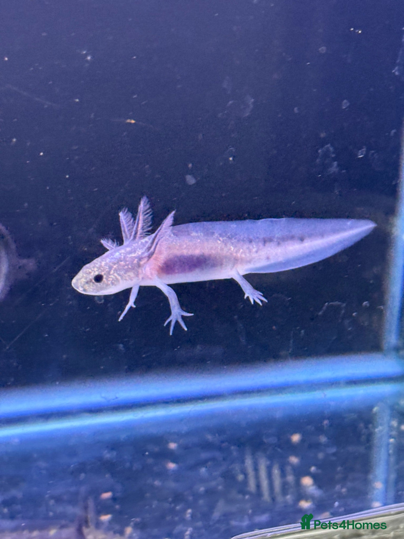 Axolotl reptiles Axolotl  - Advert 6