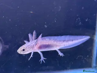 Axolotl reptiles Axolotl - Advert 6