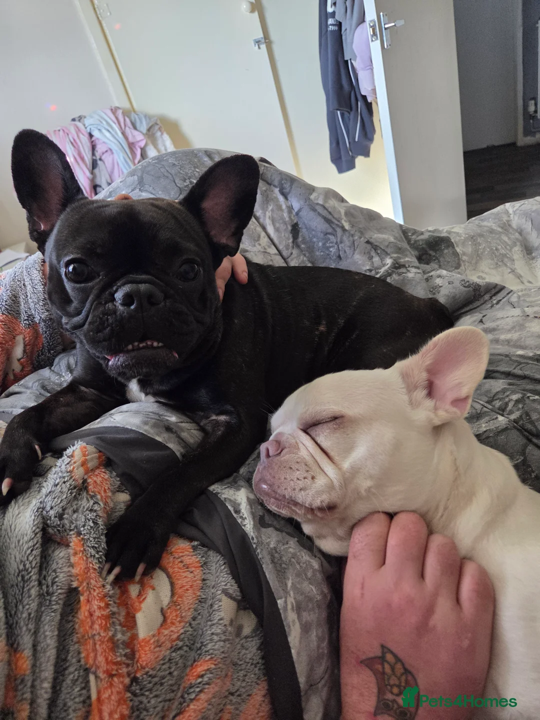 French Bulldog dogs for sale: Minnie  - Advert 5