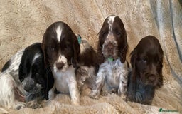 Cocker Spaniel dogs for sale: Adorable Show Cocker Puppies - Image 16