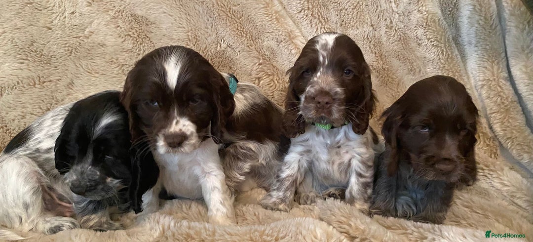 Cocker Spaniel dogs for sale: Adorable Show Cocker Puppies - Image 16
