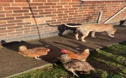 Hens poultry for sale: Mixed flock of back yard hens - Image 3