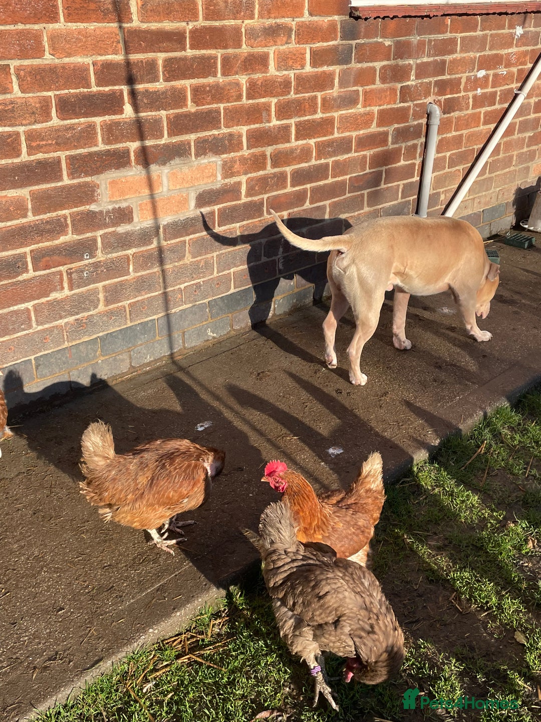 Hens poultry for sale: Mixed flock of back yard hens - Image 3