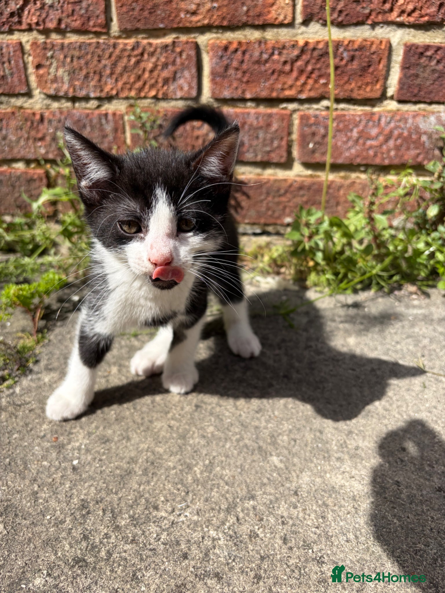 Mixed Breed cats for sale: Beautiful litter of kittens - Advert 7