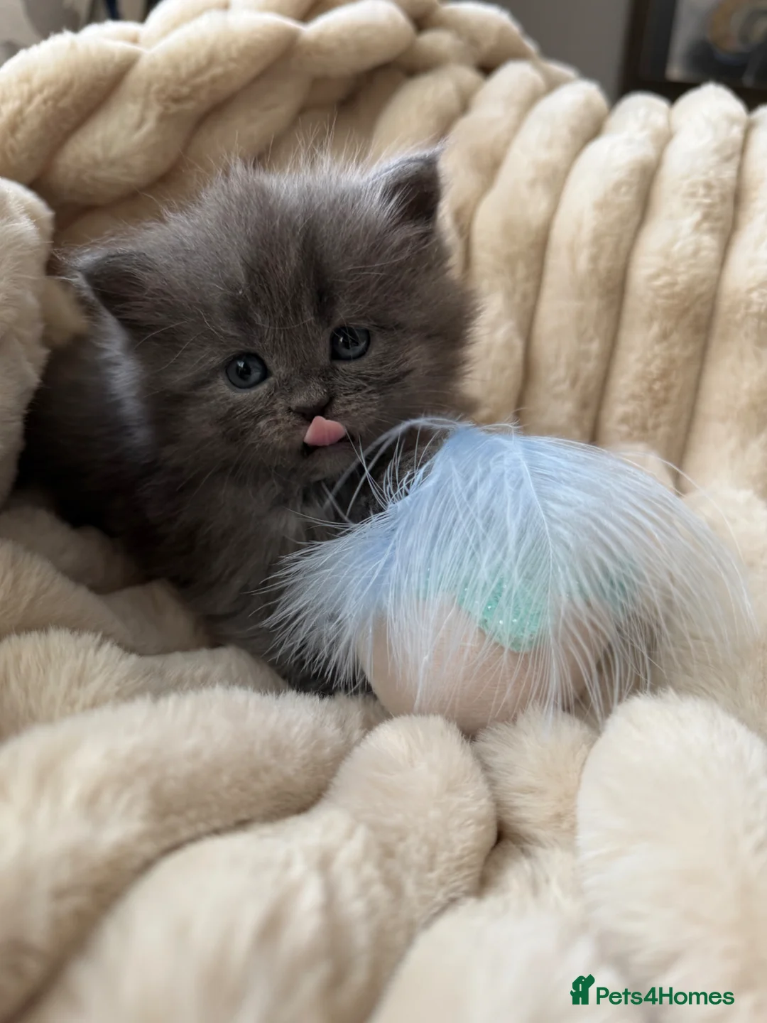 Mixed Breed cats for sale: Maine coon/Scottish fold /point  - Advert 2