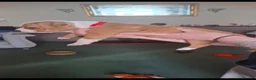 Staffordshire Bull Terrier dogs for sale: Staffordshire Bull Terrier  in Girvan - Advert 7