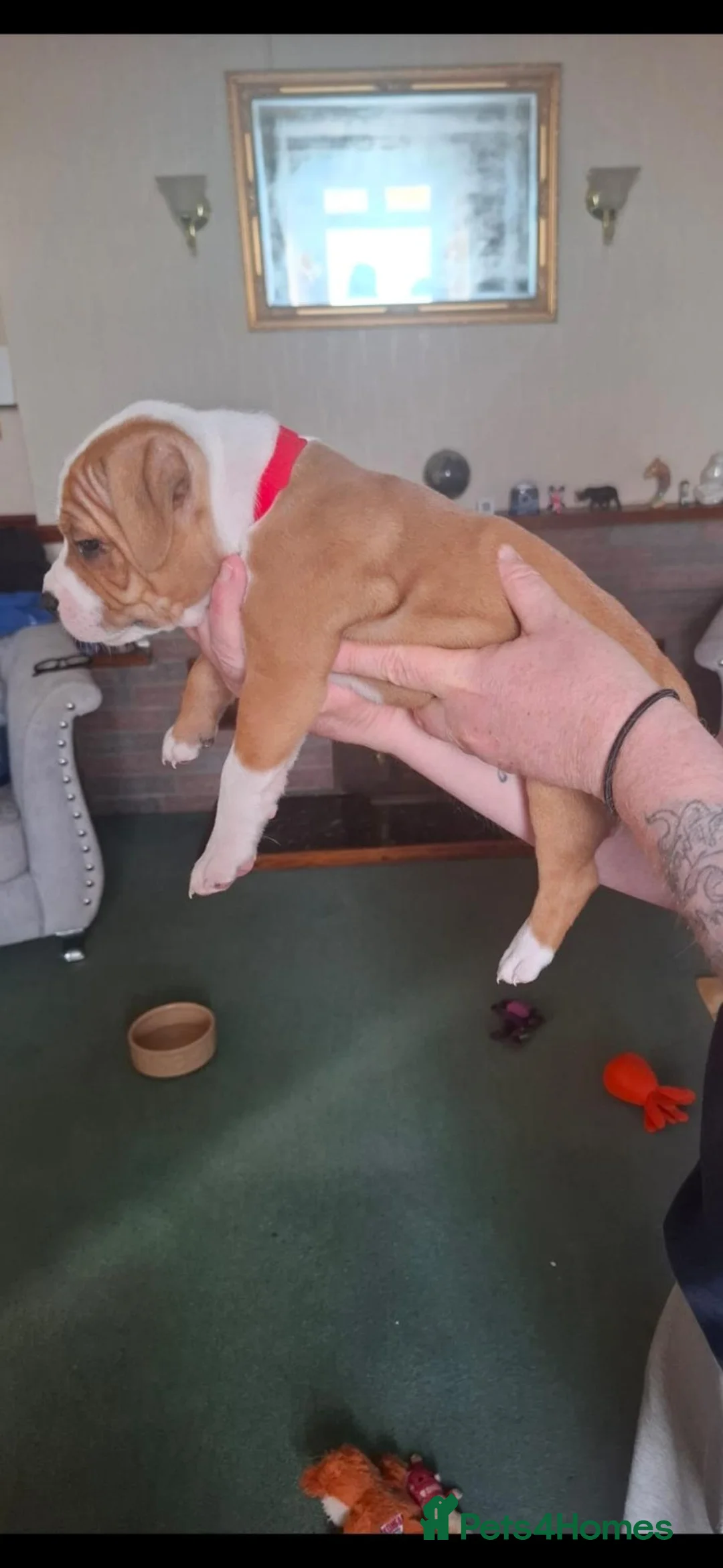 Staffordshire Bull Terrier dogs for sale: Staffordshire Bull Terrier  in Girvan - Advert 7