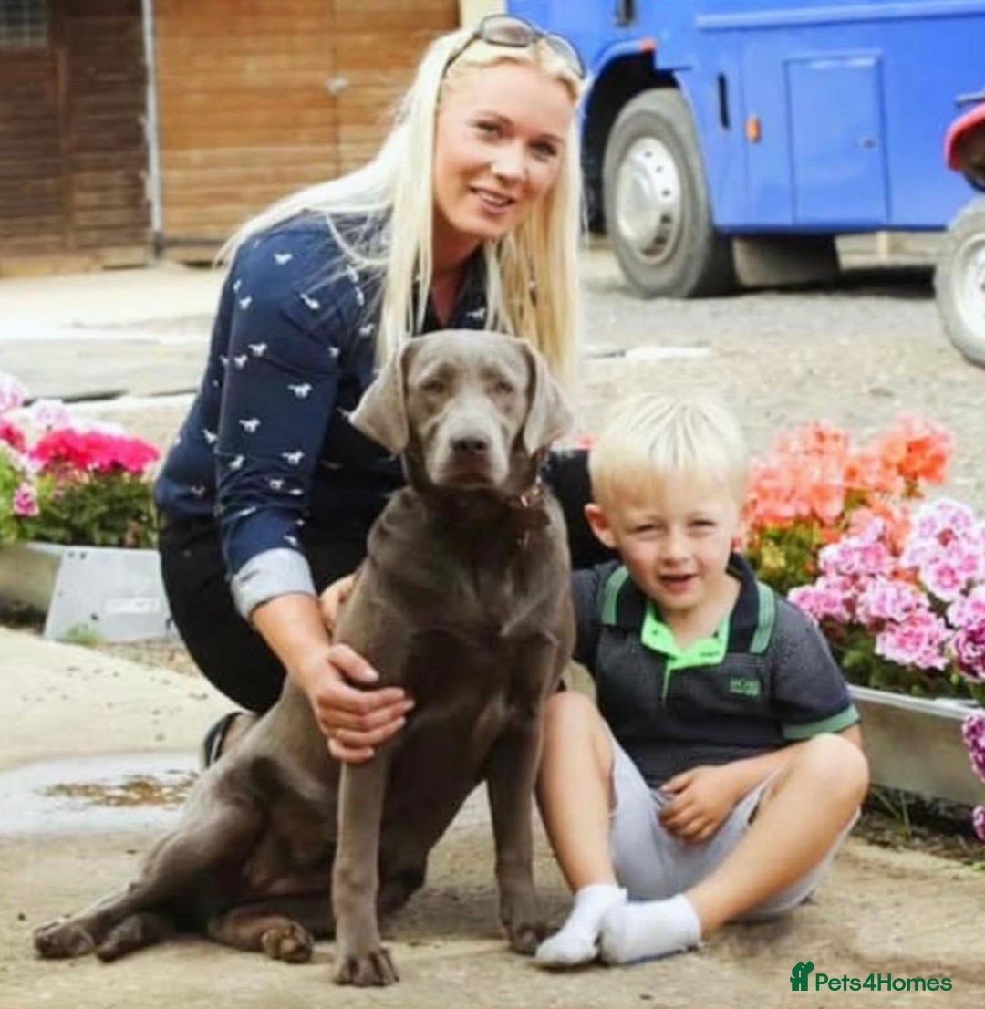 Labrador Retriever dogs for sale: Silver Labrador  - Image 1