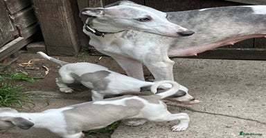 Whippet dogs - Advert 1