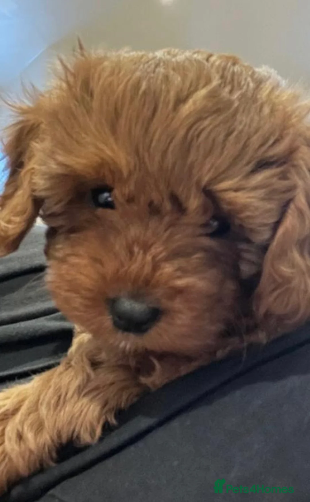 Toy Poodle dogs for stud: 🌹 RED TOY POODLE 9 INCH 2.8 KG HEALTH TESTED 🌹 in Romford - Advert 16