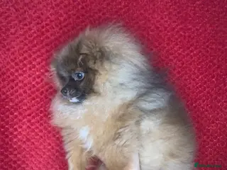 Pomeranian dogs Female Tiny Pomeranian 6 months - Advert 4