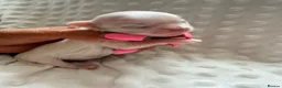 Maltese dogs for sale: Bambelina~ Simply The Best~ Korean Maltese - Advert 31