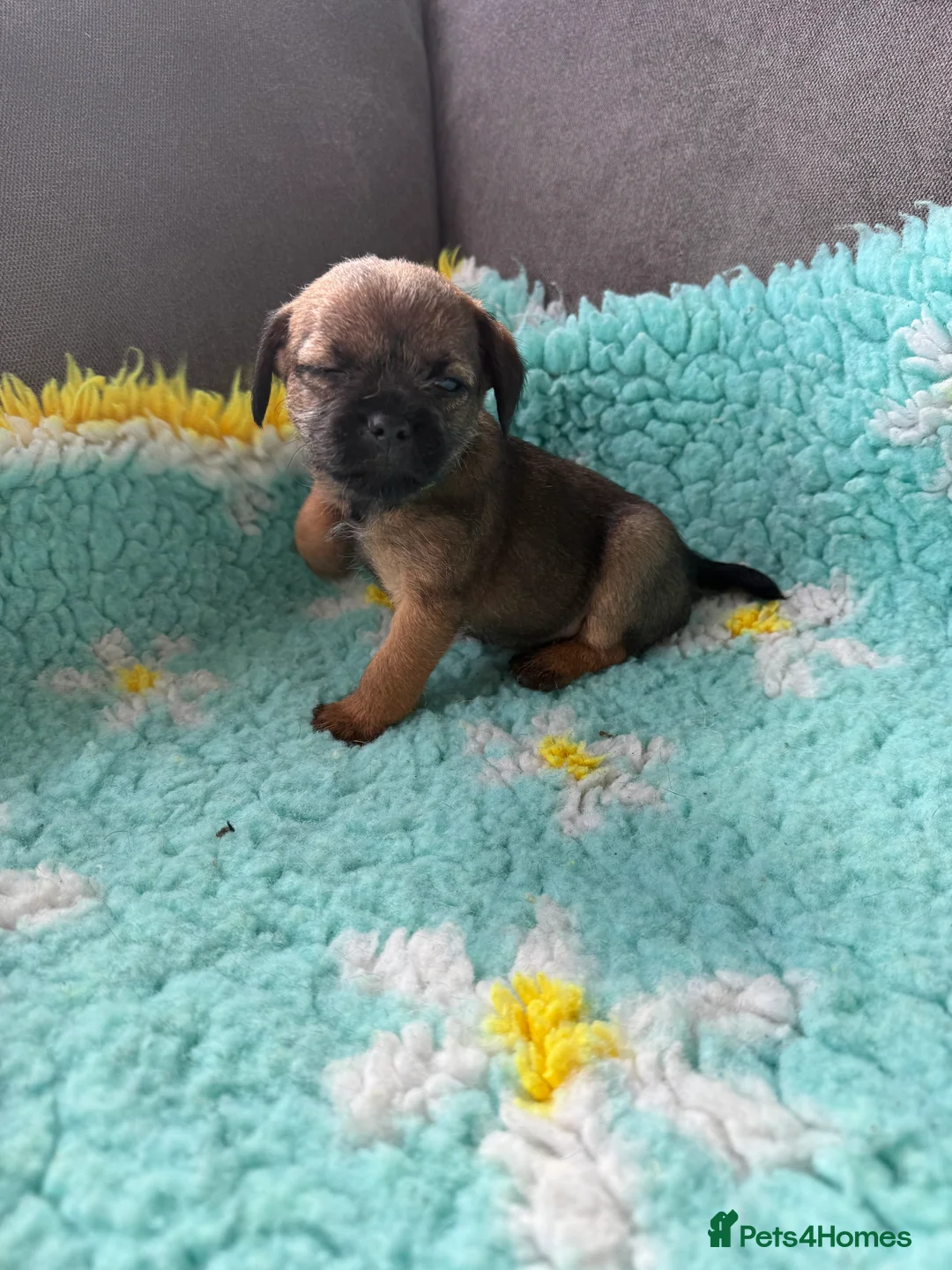 Border Terrier dogs for sale: Border Terriers 4 girls 3 boys  - Advert 8