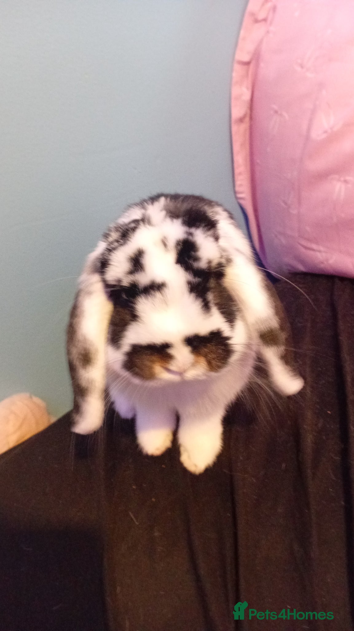 Mini Lop rabbits female mini lop rabbit  - Advert 5
