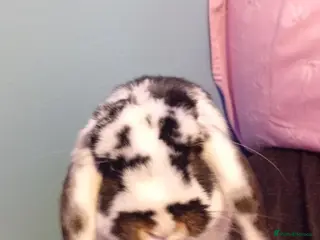 Mini Lop rabbits female mini lop rabbit - Advert 5