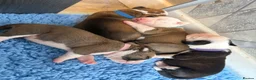 Alapaha Blue Blood Bulldog dogs for sale: Alapaha blue blood bulldogs  in Gloucester - Advert 16