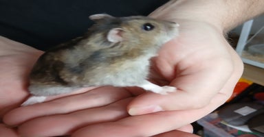 Hamster rodents - Advert 11