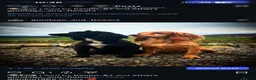 Cocker Spaniel dogs for sale: Working KC Cocker Spaniels   - Advert 8