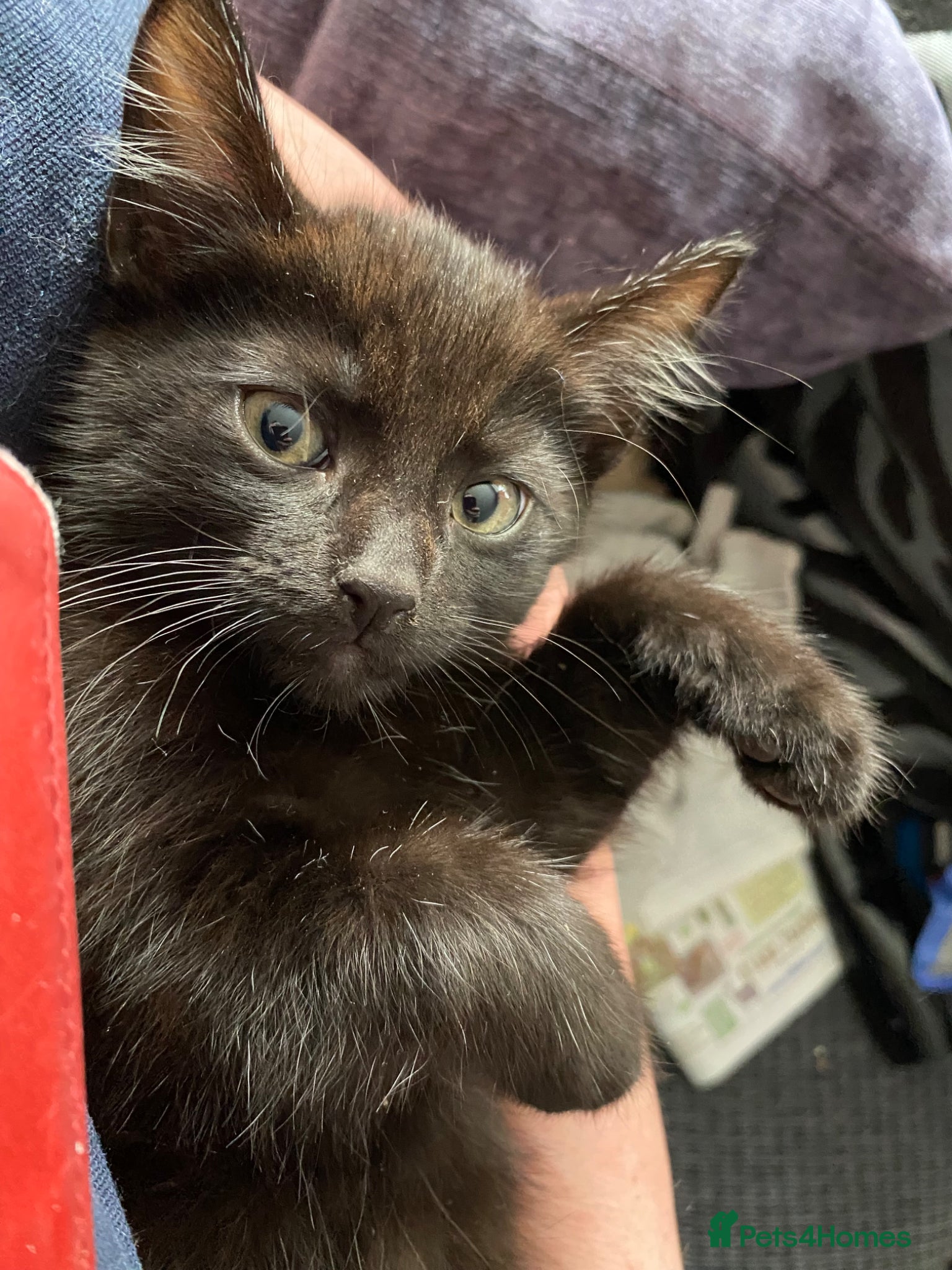 Mixed Breed cats Kittens for forever homes - Advert 6