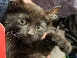 Mixed Breed cats Kittens for forever homes - Advert 6