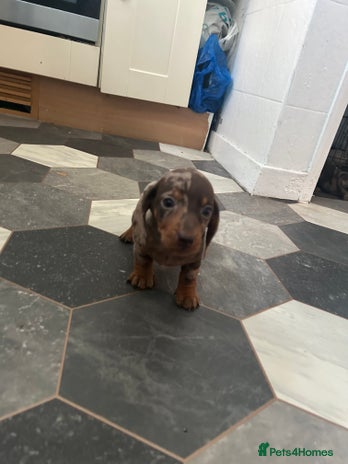 Dachshund dogs - Advert 1