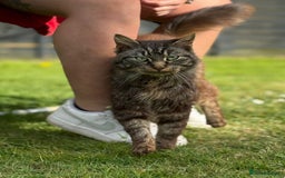 Mixed Breed cats for sale: 4 beautyful ragdoll cross kittens - Image 5