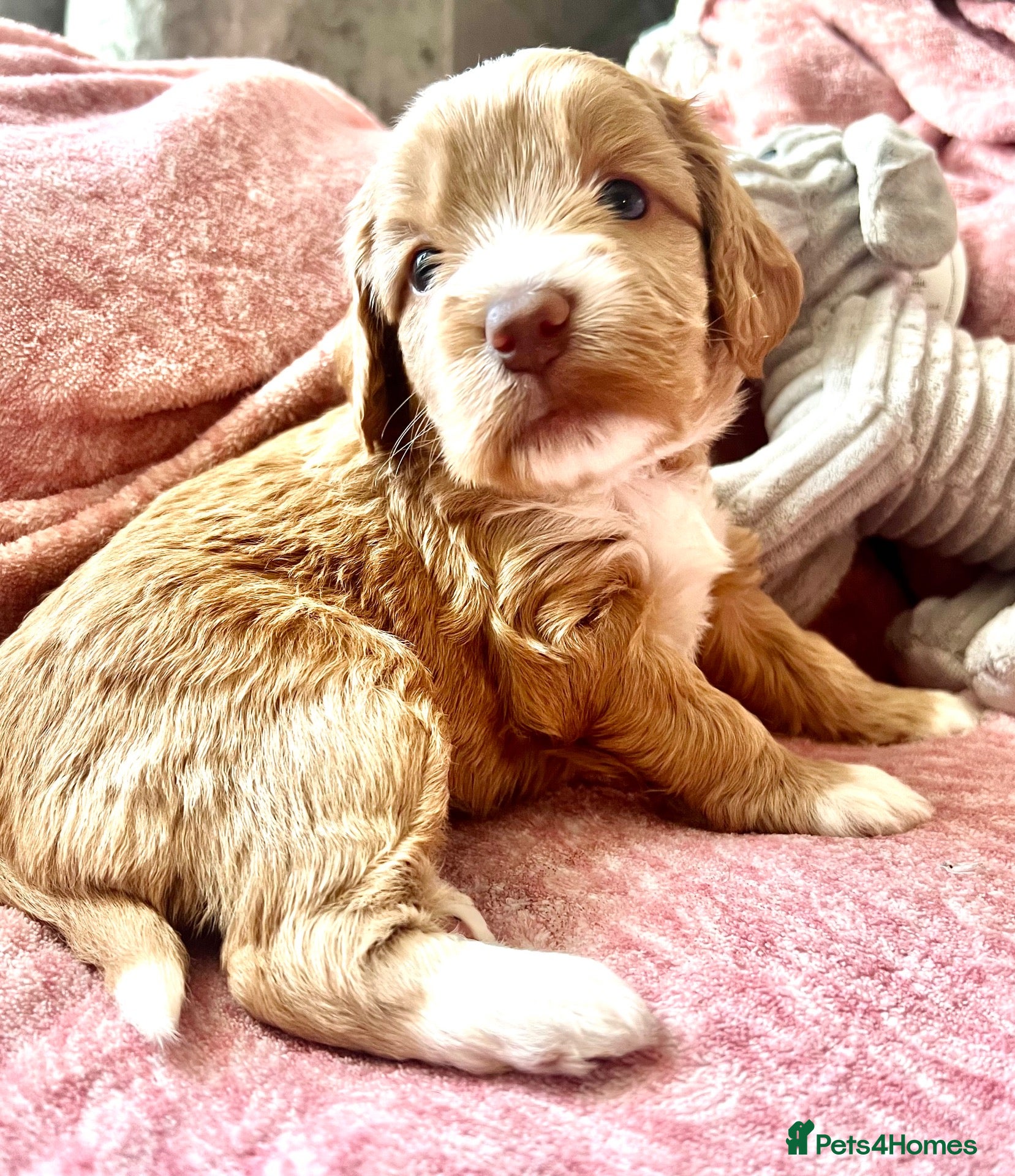 Cockapoo dogs Gorgeous curly fluffy cockapoo puppies  - Advert 2