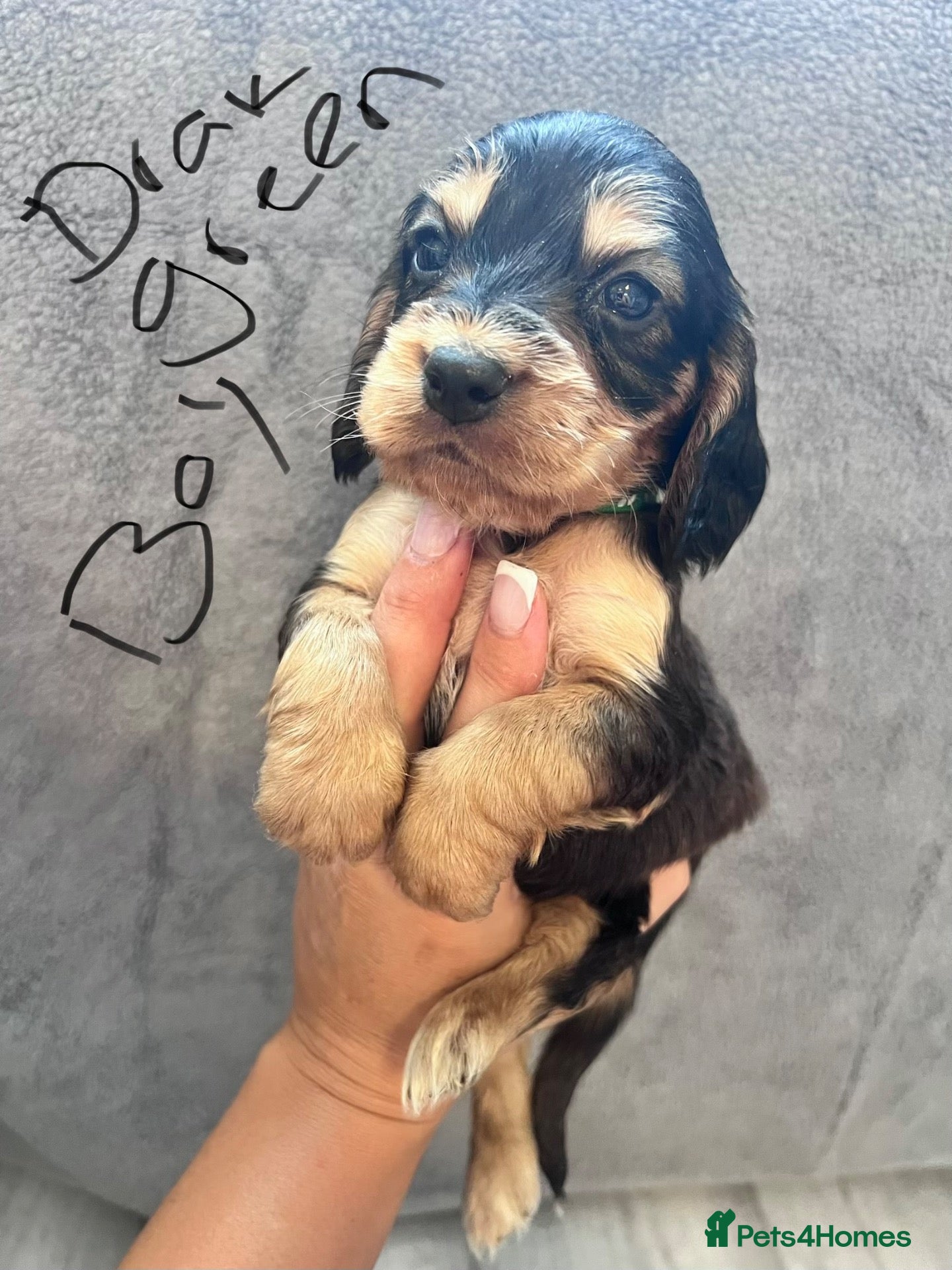 Cocker Spaniel dogs Stunning Show type cocker spaniels - Advert 2