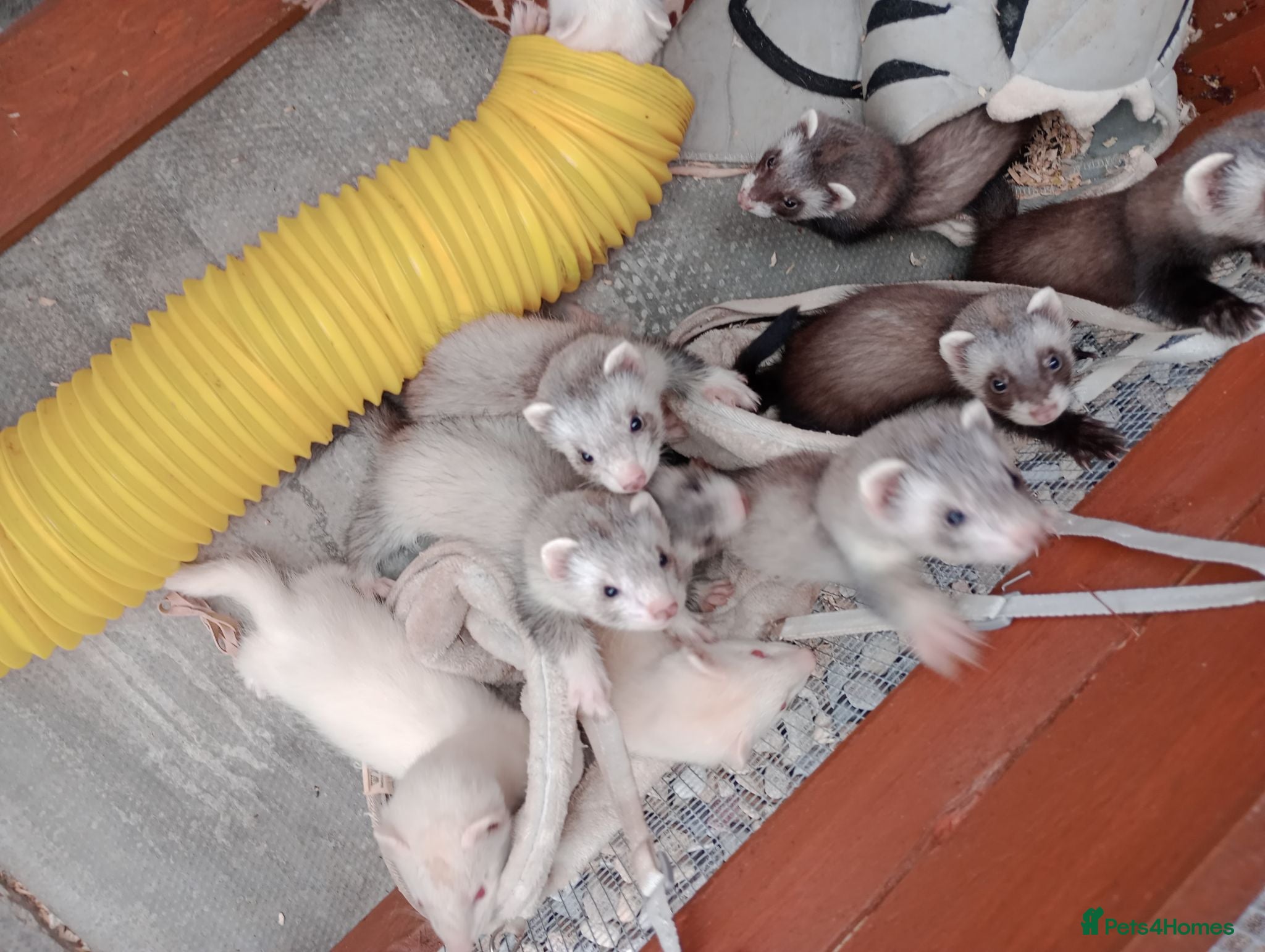 Ferret rodents Baby ferrets  - Advert 1