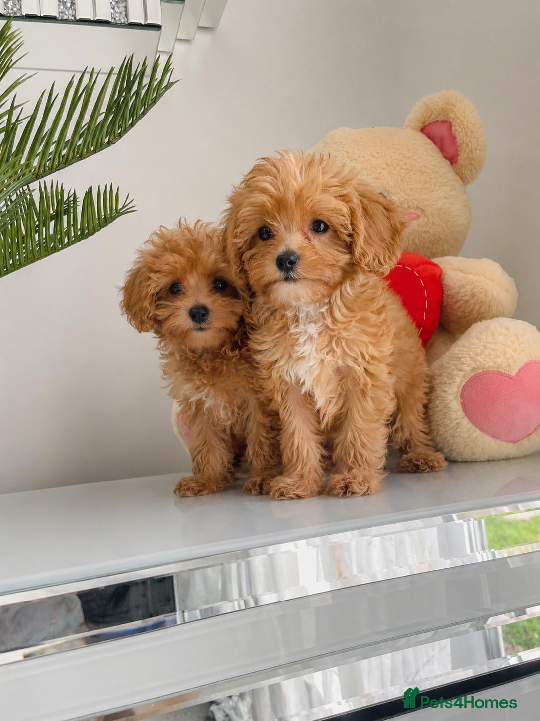Maltipoo dogs 🔥Extra Tiny Asian maltipoos  🔥READY TO GO🔥  - Advert 2
