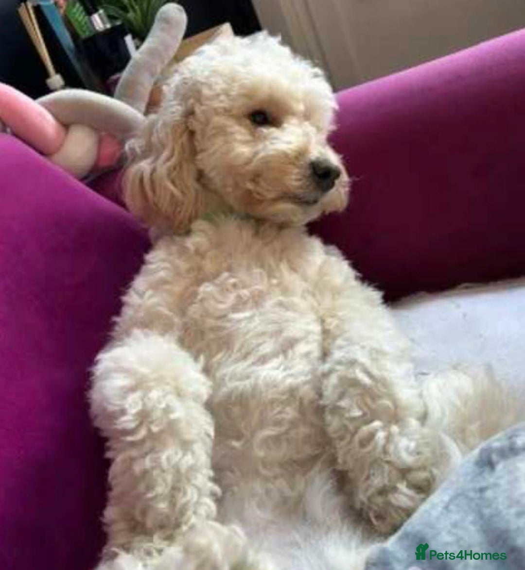 Cockapoo dogs for sale: Drew  - Image 4