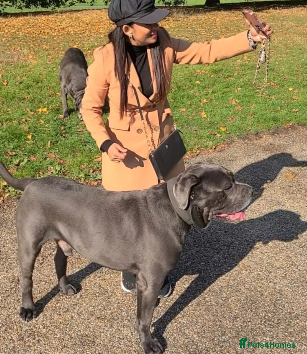 Cane Corso dogs for stud: Big Vince CaneCorso Stud - Advert 3