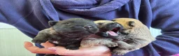 Cairn Terrier dogs for sale: KC Registered Cairn Terrier Pups - Advert 2