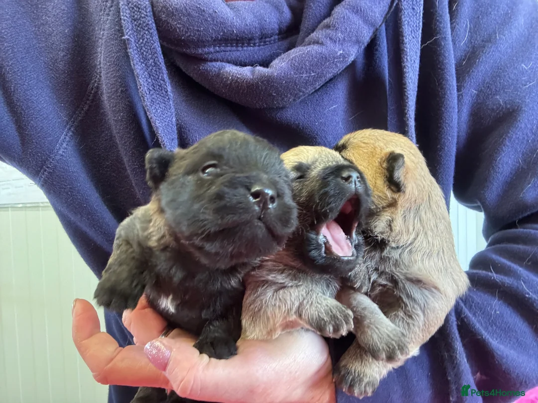 Cairn Terrier dogs for sale: KC Registered Cairn Terrier Pups - Advert 2