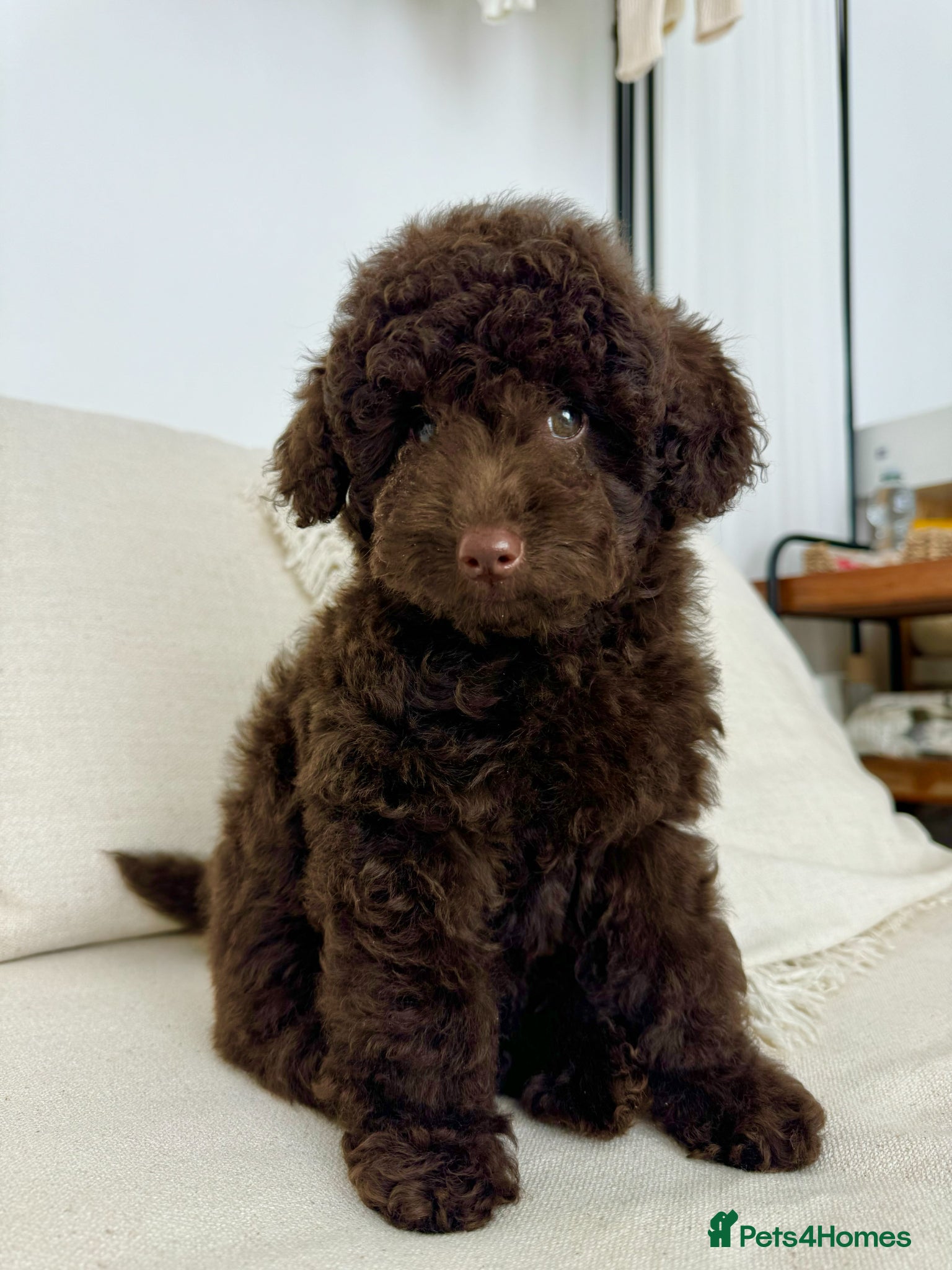 Toy Poodle dogs Beautiful chocolate Toy Poodle girl KC registered - Advert 5