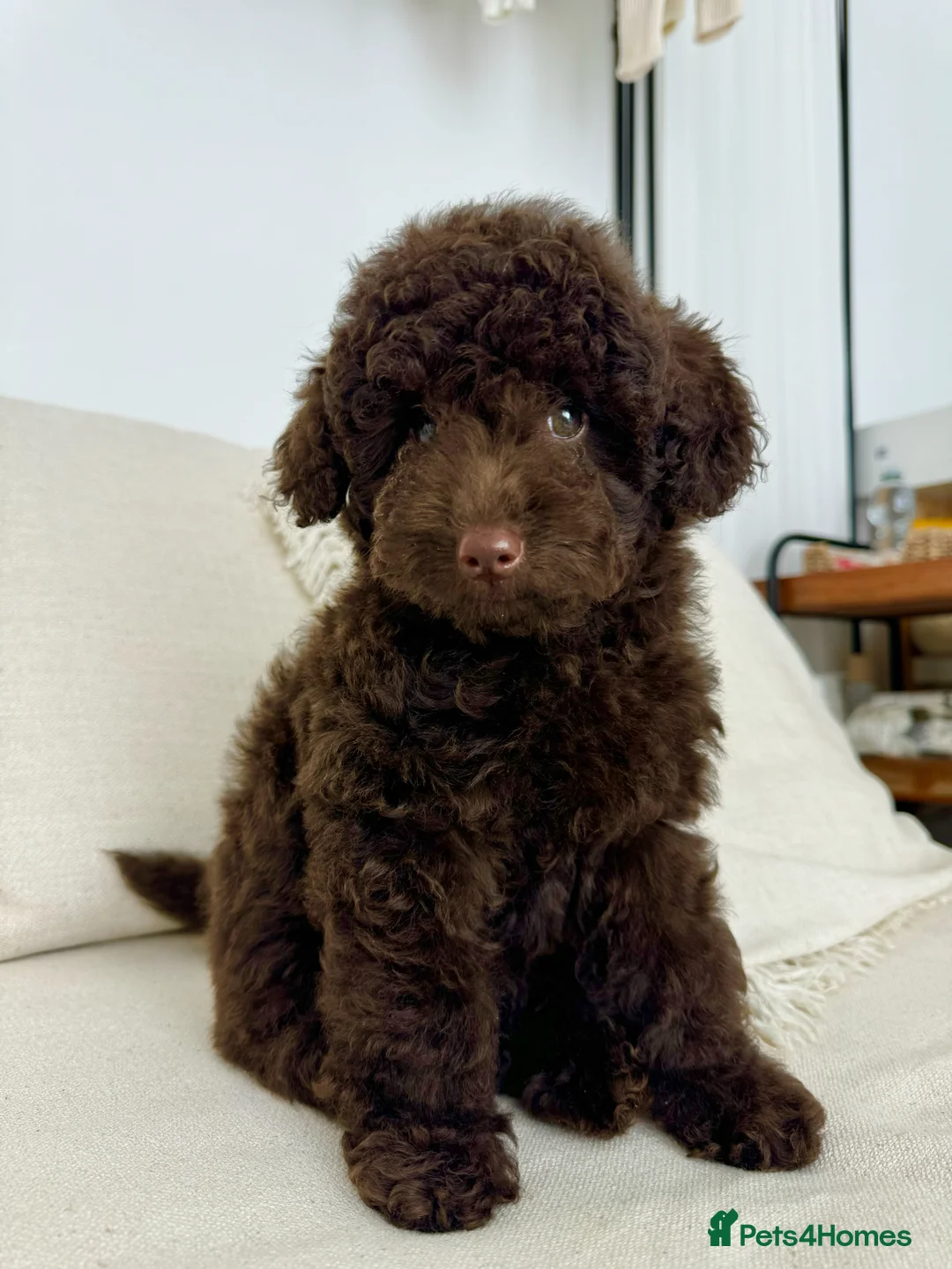 Toy Poodle dogs for sale: Beautiful chocolate Toy Poodle girl KC registered - Advert 1