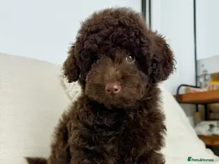 Toy Poodle dogs Beautiful chocolate Toy Poodle girl KC registered - Advert 1