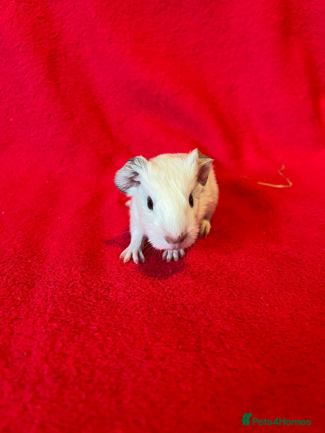 Guinea Pig rodents for sale: Mixed guinea pigs for sale  - Image 8