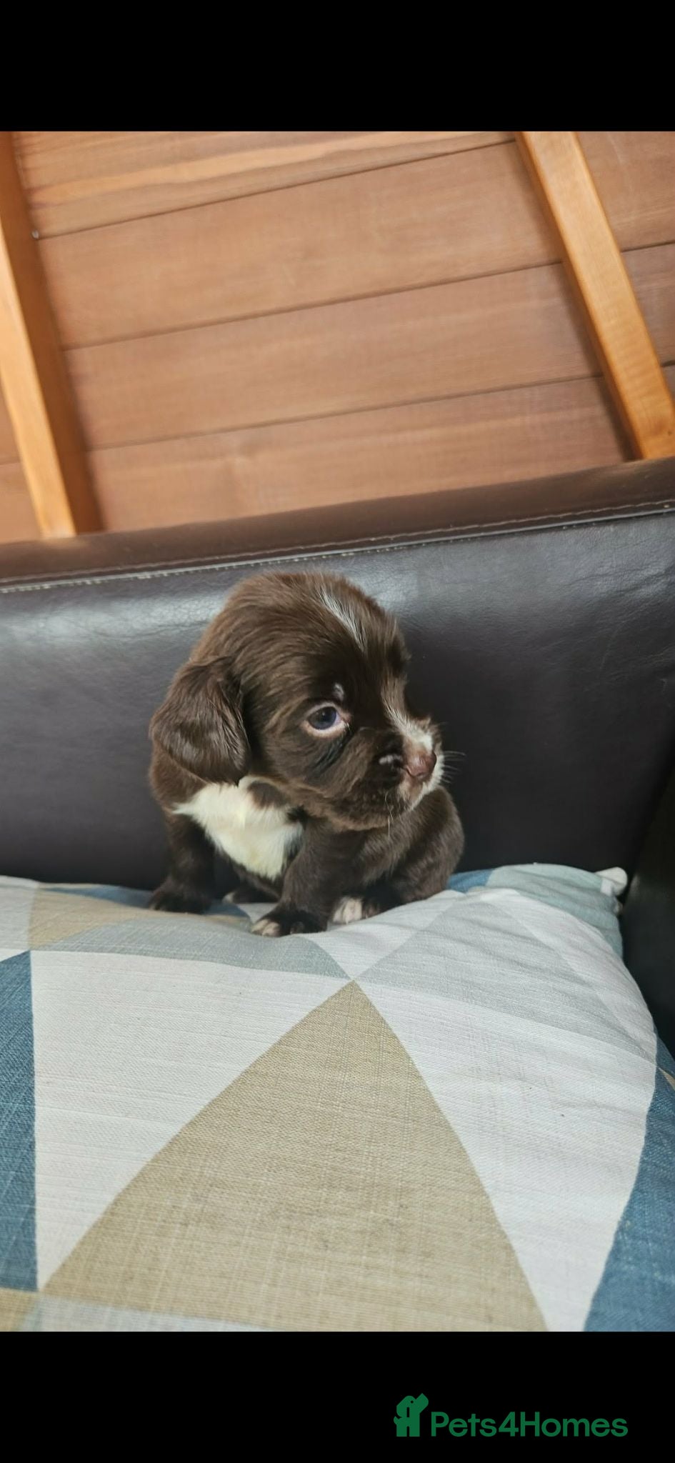 Sprocker dogs Sprocker Spaniel Puppies  - Advert 1