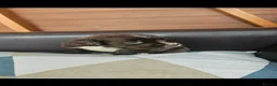 Sprocker dogs for sale: Sprocker Spaniel Puppies  - Advert 1