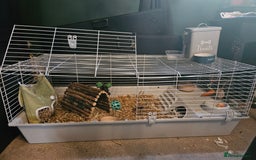 Guinea Pig rodents for sale: Guinea Pigs +Cage & bits – Ready for a Loving Home - Image 2