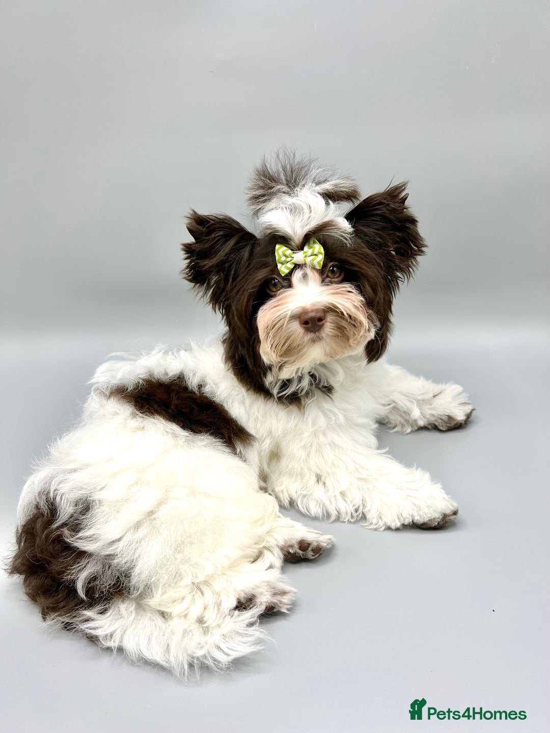 Yorkshire Terrier dogs for sale: Tiny Boys !!! Pedigrees !!! in Coventry - Image 6